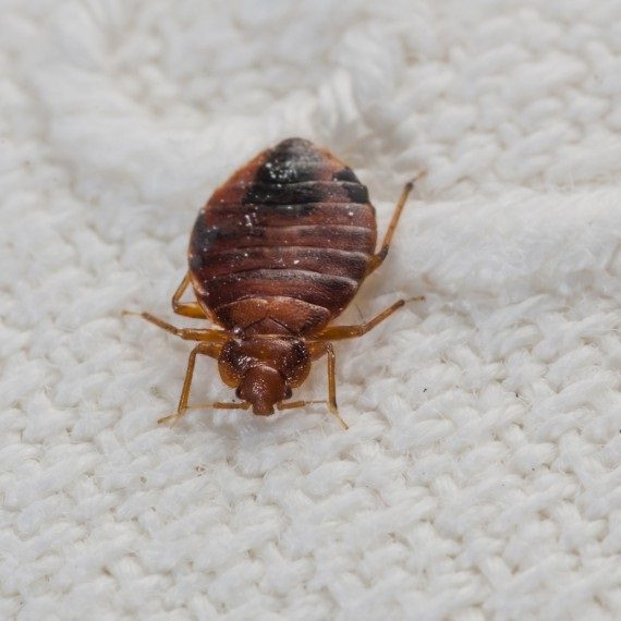 Bed Bugs, Pest Control in Yeading, UB4. Call Now! 020 8166 9746