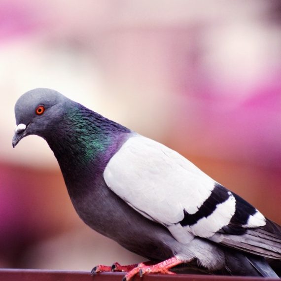 Birds, Pest Control in Yeading, UB4. Call Now! 020 8166 9746