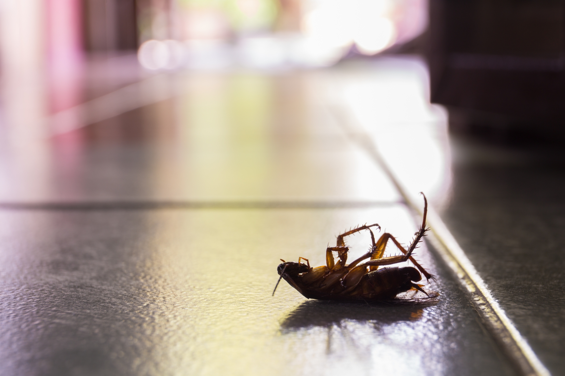 Cockroach Control, Pest Control in Yeading, UB4. Call Now 020 8166 9746