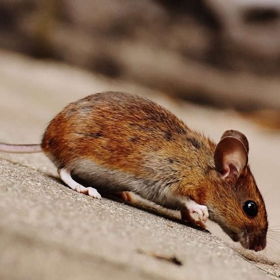 Mice, Pest Control in Yeading, UB4. Call Now! 020 8166 9746