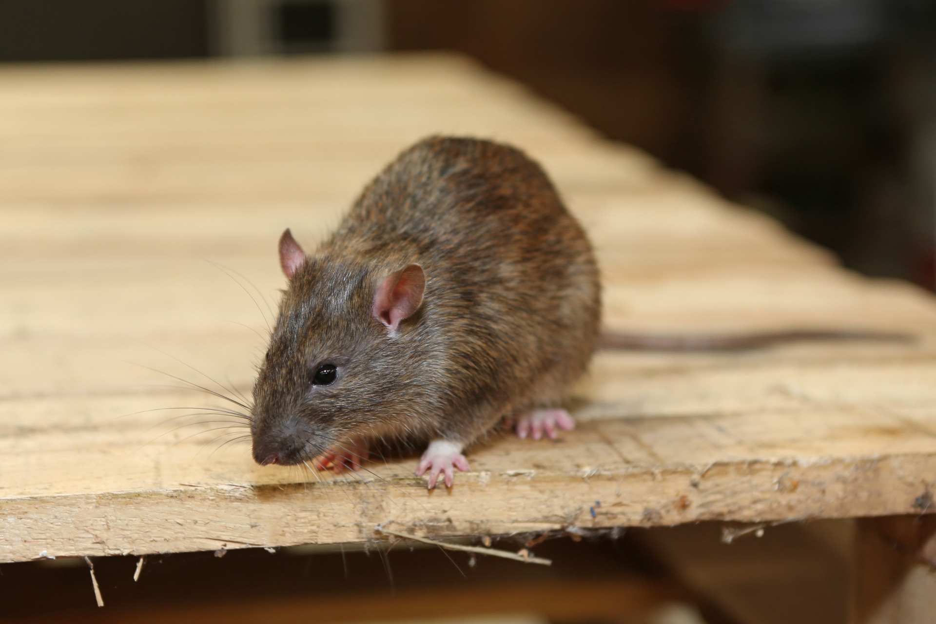 Rat Infestation, Pest Control in Yeading, UB4. Call Now 020 8166 9746