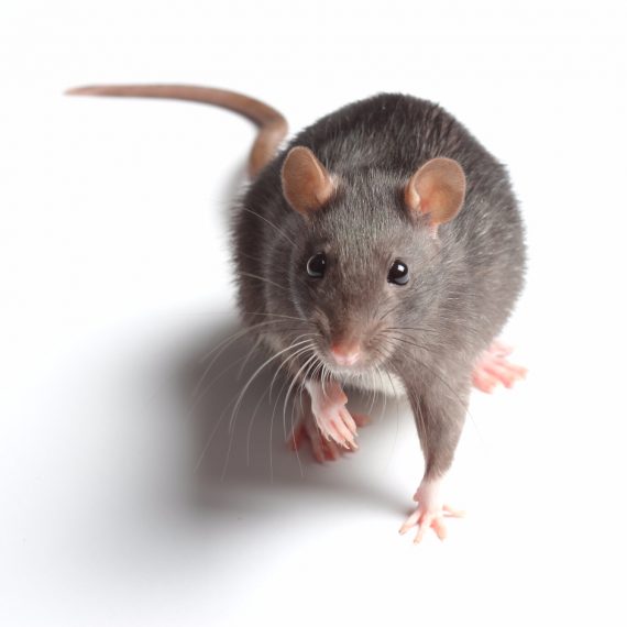 Rats, Pest Control in Yeading, UB4. Call Now! 020 8166 9746