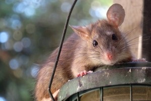 Rat Control, Pest Control in Yeading, UB4. Call Now 020 8166 9746