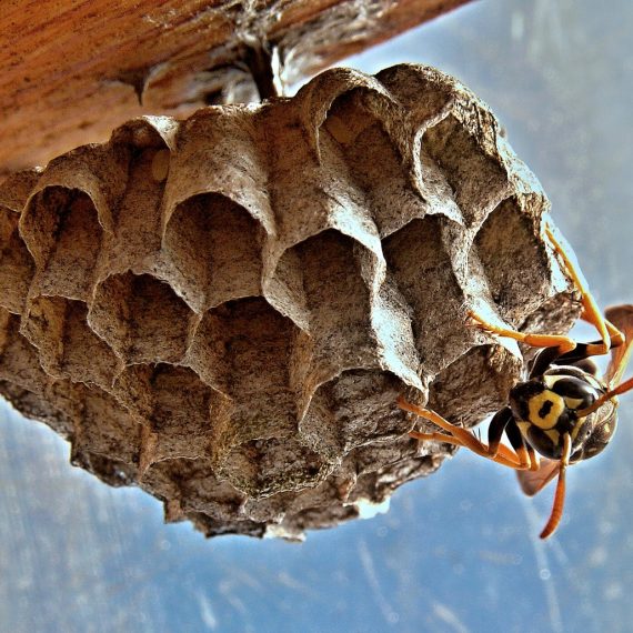 Wasps Nest, Pest Control in Yeading, UB4. Call Now! 020 8166 9746