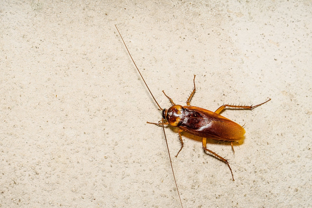 Cockroach Control, Pest Control in Yeading, UB4. Call Now 020 8166 9746