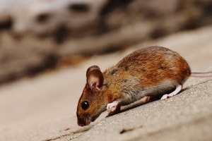 Mouse extermination, Pest Control in Yeading, UB4. Call Now 020 8166 9746