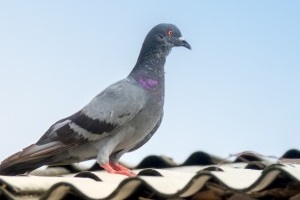 Pigeon Control, Pest Control in Yeading, UB4. Call Now 020 8166 9746